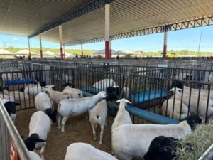 Carne ovina transforma tradição sertaneja em símbolo de renda e identidade cultural